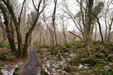 mossy rocks and old trees in winter forest