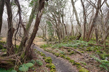 mossy trees with vines in deep forest