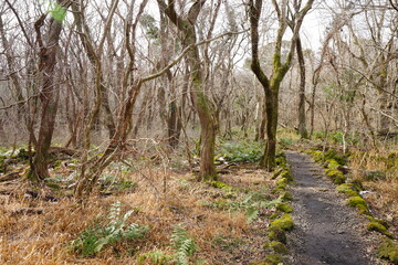 winter forest pathway