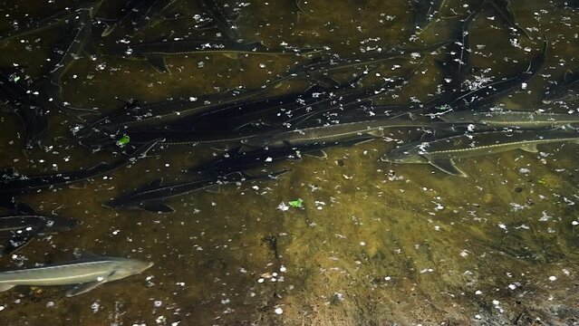 Adult sturgeons in special pools on a fish farm
