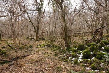 Naklejka na ściany i meble vines and bare trees in winter forest