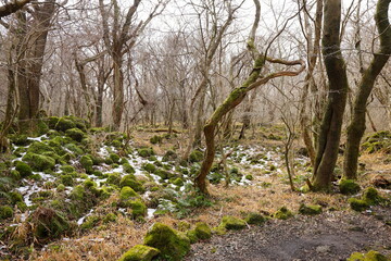 mossy rocks and old trees in winter forest