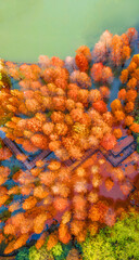 Aerial photography of Metasequoia forests that turn orange-red in autumn. Taken in Cuizhu Park, Changzhou City, Jiangsu Province, China