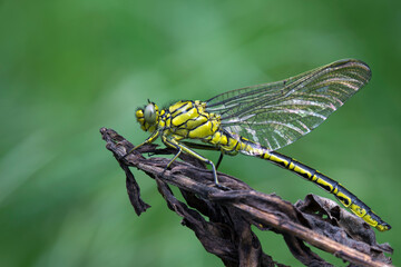 Die Westliche Keiljungfer - Gomphus pulchellus