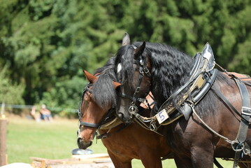 Obraz premium Kaltblüter beim Holzrücke Wettbewerb