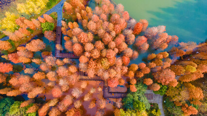 Fototapeta premium Aerial photography of Metasequoia forests that turn orange-red in autumn. Taken in Cuizhu Park, Changzhou City, Jiangsu Province, China
