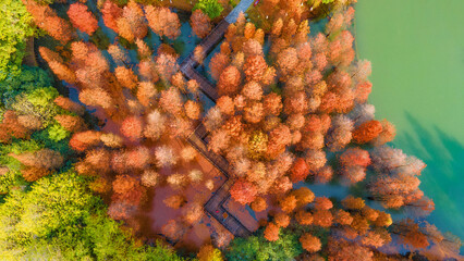 Aerial photography of Metasequoia forests that turn orange-red in autumn. Taken in Cuizhu Park, Changzhou City, Jiangsu Province, China
