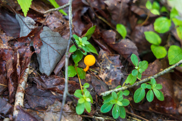 日本の岡山県新見市の鯉が窪で見つけた植物