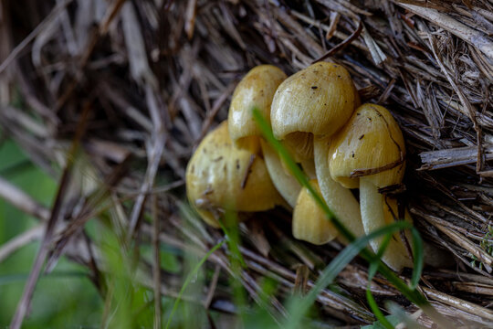 Dung Roundhead or Yellow Fieldcap fungus - Bolbitius vitellinus. Growing in hay bale