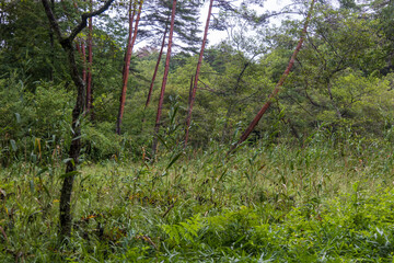 日本の岡山県新見市の鯉が窪の美しい風景