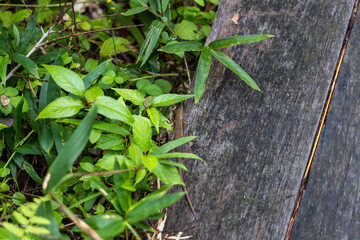 日本の岡山県新見市の鯉が窪で見つけた植物