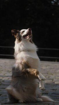 Dog doing tricks sitting on cobbled brick road