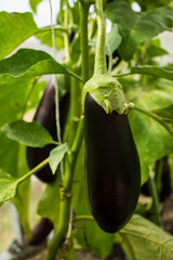 Ripe fresh eggplant fruits hang on branches with green leaves close-up. Gardening and harvest