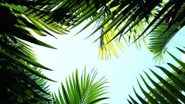 Tropical palm leaves and sunlight sky background