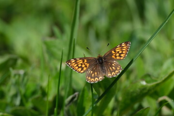 Duke of Burgundy butterfly close up