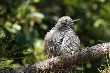 Brown-eared Bulbul