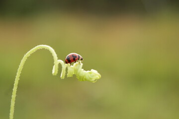 ladybugs on beautiful threads in the morning