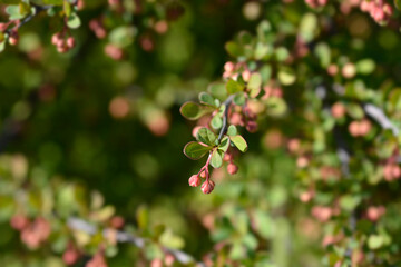 Japanese barberry