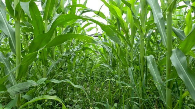 The young corn plants are in their infancy, the soil is overgrown with nuisance weeds
