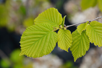 Common hazel Lombardii