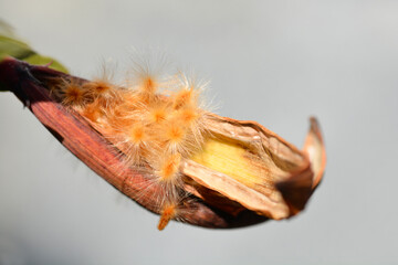 Common oleander
