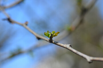 Hawthorn Pauls Scarlet
