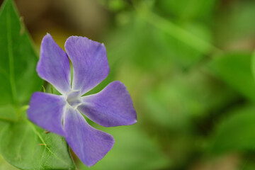 ツルニチニチソウの紫色の花（埼玉県/4月）