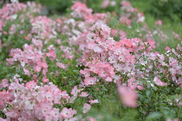 Pink spring and summer backgrounds for wallpaper for a room for a wall or photo wallpaper of a garden landscape with flowers or for a website or a monitor screen