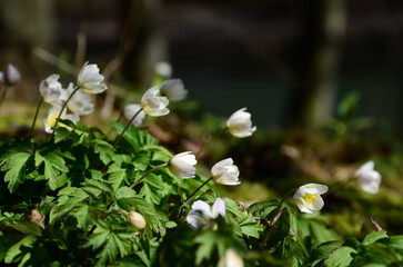 Spring in Sweden. Nature.