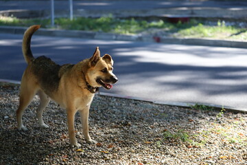 Naklejka na ściany i meble The dog looks away while standing on the street. The mutt guards the territory.