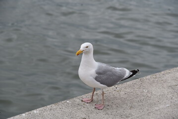 Fototapeta na wymiar White sea gull at the water