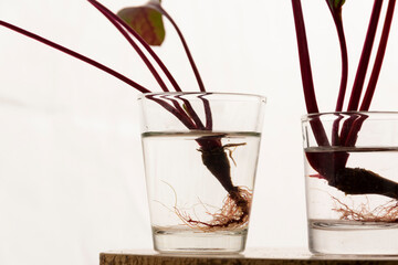 Homemade rooting plant, water propagation in glass - 524803171