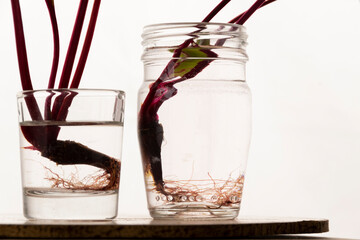 Homemade rooting plant, water propagation in glass