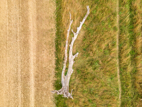 Aerial Landscape View Of Dead Fallen Tree Lying In A Field Bordering An Agricultural Crop Field.