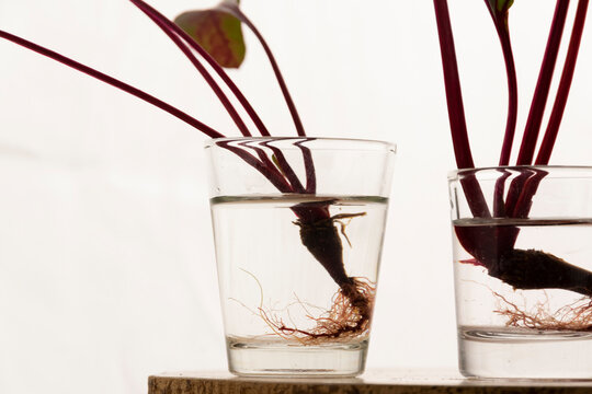 Homemade rooting plant, water propagation in glass