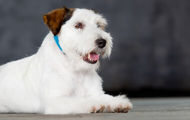 dog breed jack russell in the studio