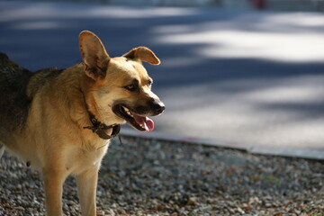The dog picked up the trail. The mutt guards the territory.