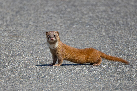 いたち」の写真素材 | 52,308件の無料イラスト画像 | Adobe Stock