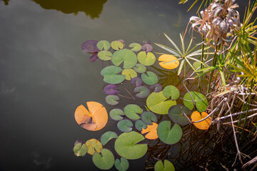 Lilypads on water in a pond