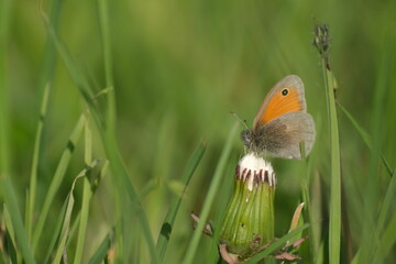 Small heath butterfly in nature resting on a flower
