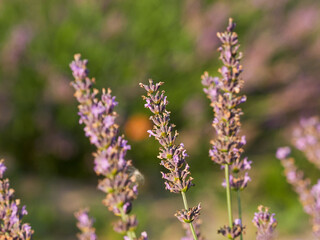Lavender flower field, blooming purple fragrant lavender flowers. Growing lavender swaying in the wind over the sunset sky, harvest, perfume ingredient, aromatherapy. Lavender field, perfume ingredien