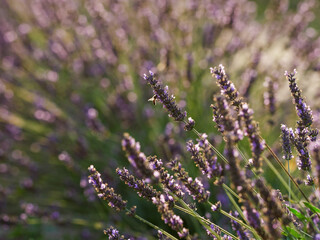 Lavender flower field, blooming purple fragrant lavender flowers. Growing lavender swaying in the wind over the sunset sky, harvest, perfume ingredient, aromatherapy. Lavender field, perfume ingredien