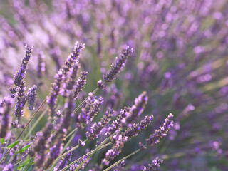 Obraz premium Lavender flower field, blooming purple fragrant lavender flowers. Growing lavender swaying in the wind over the sunset sky, harvest, perfume ingredient, aromatherapy. Lavender field, perfume ingredien