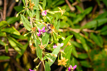 Hummel beim Nektasammel