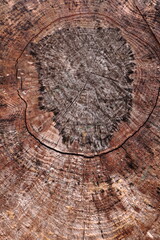 Tree rings on end of stump