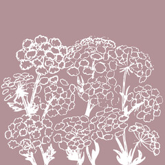 Traced wild carrot background