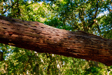 tree in the forest