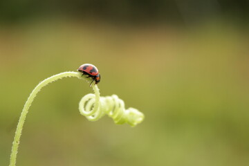 ladybug perched on a beautiful thread