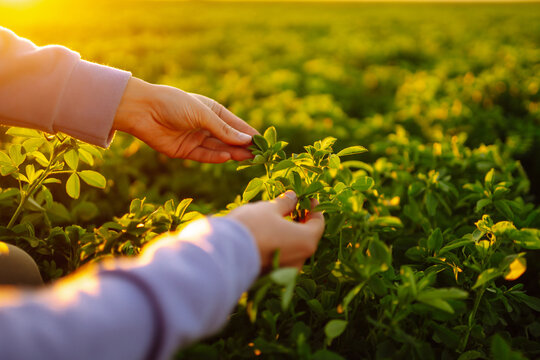 Farmer hand touches green lucerne in the field at sunset. Field of fresh grass growing.