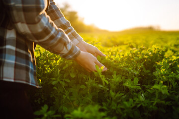Farmer hand touches green lucerne in the field at sunset. Field of fresh grass growing.